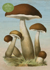 John Derian Mushrooms Puzzle, 1,000 Pieces