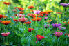 Flower Cutting Garden Box, Zinnia