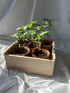 Flower Cutting Garden Box, Zinnia