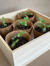 Flower Cutting Garden Box, Zinnia