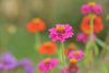 Flower Cutting Garden Box, Zinnia