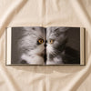 Feline interior spread - MA VIE